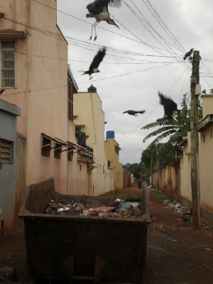 Birds and skip in Jinja
