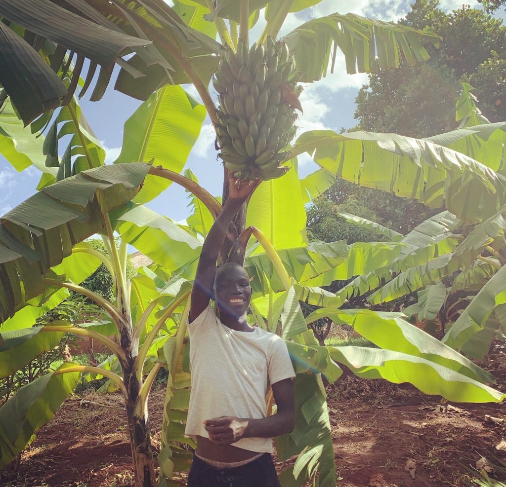 Banana trees