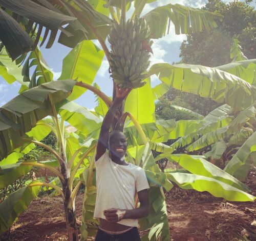 Banana trees