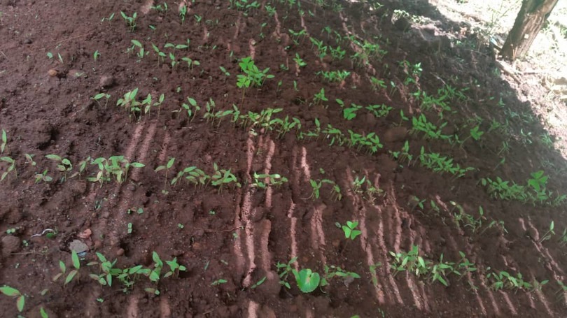 a row of seedlings