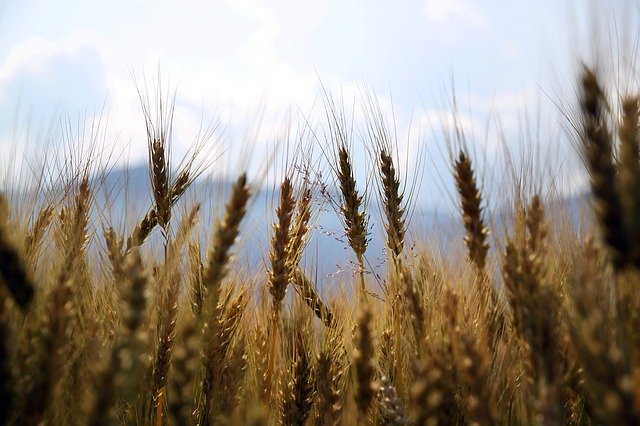 wheat