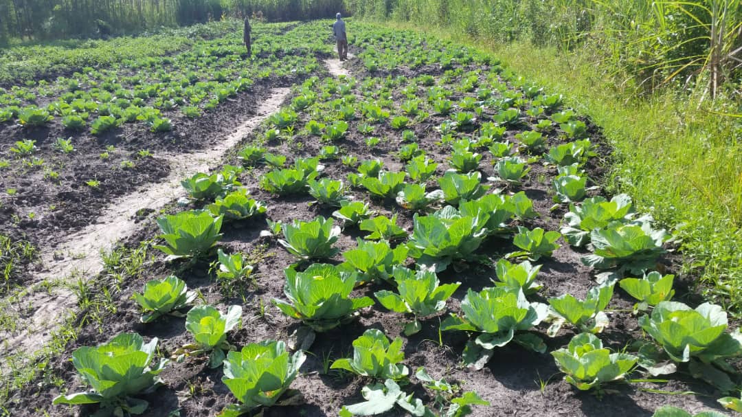 vegetable garden