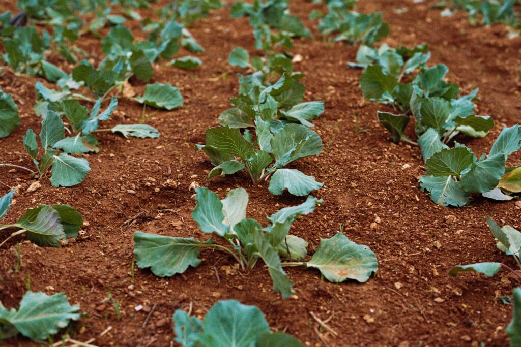 vegetable garden