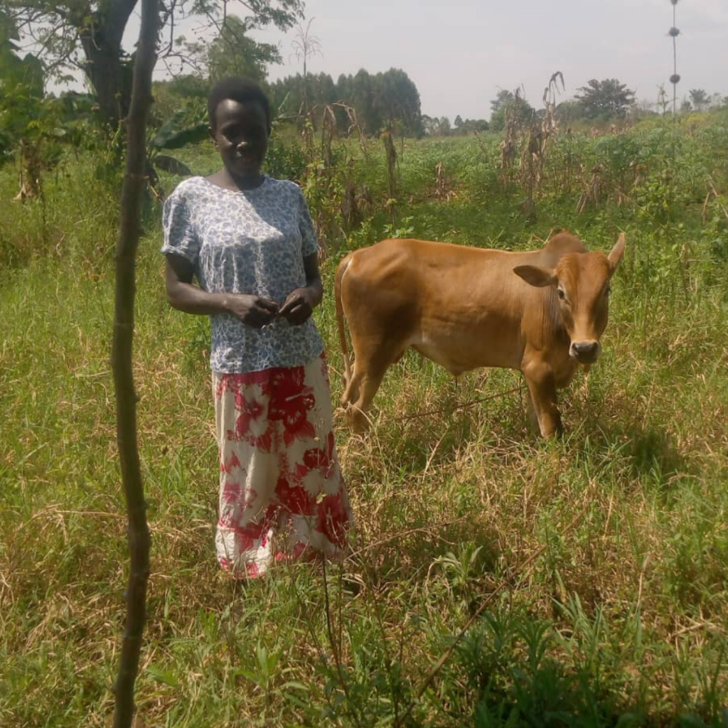 A woman with a cow