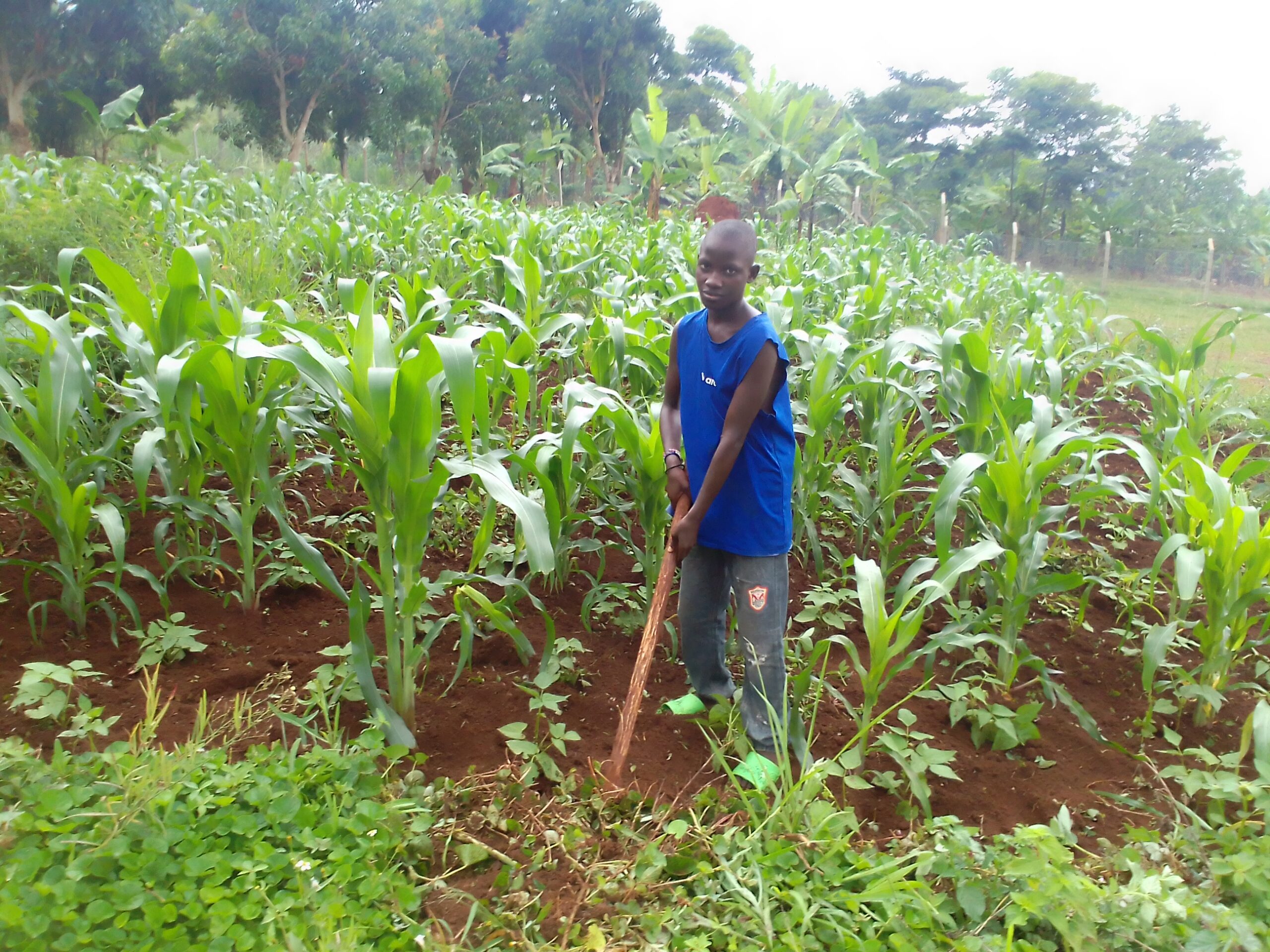 Lucky helping out growing crops