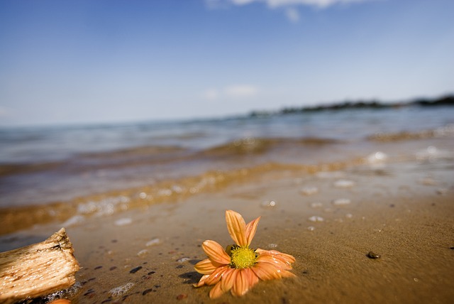 A single orange flower washed up on the shore front of Lake Victoria in Uganda