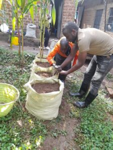 Two men planting a sack garden