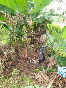 A man tending to a banana tree