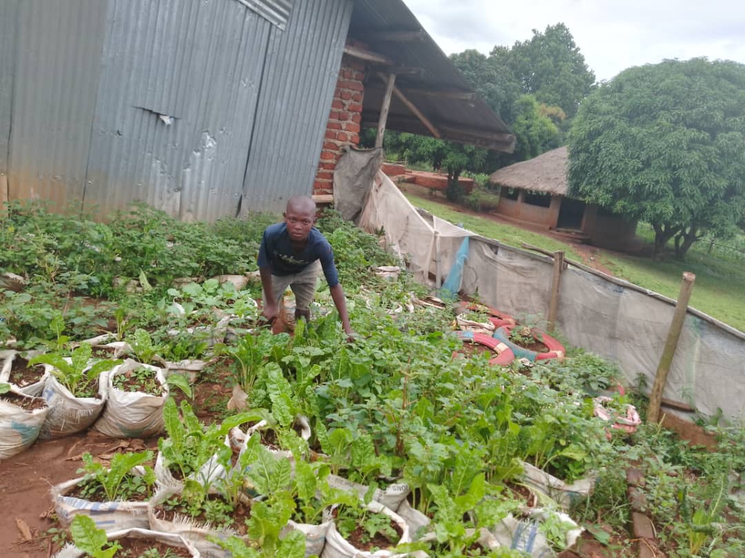 a child surrounded by green crops being grown in sack gardens